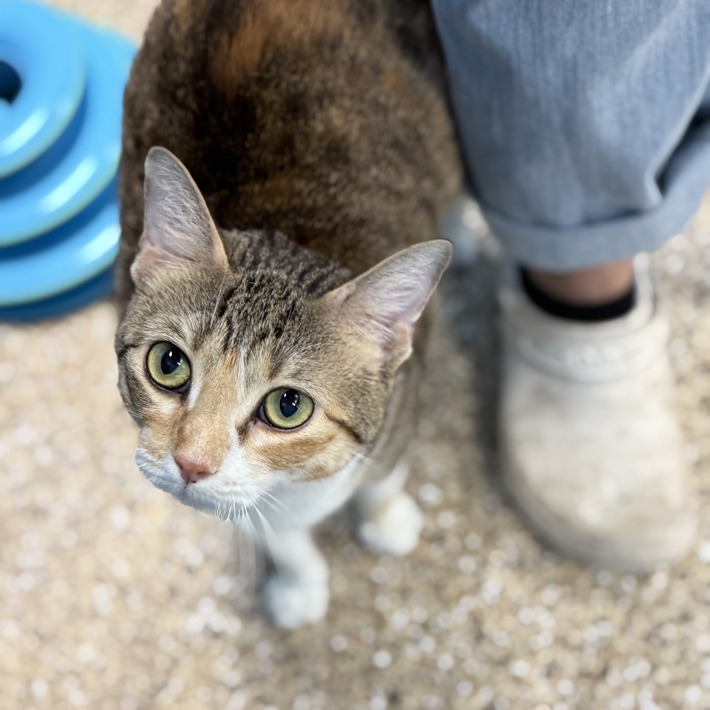 Angela, an adoptable Domestic Short Hair in Cheyenne, WY, 82007 | Photo Image 3