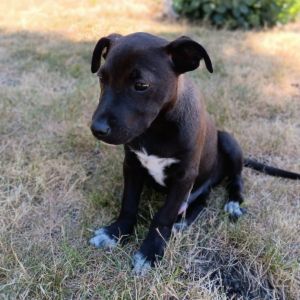 Bogart BO is timid at your heels not as active a bit of a couch potatobut needs all the toys