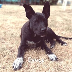 Meet Deuce This LabPibblepossibly-Heeler mix is the ultimate wanna-be Alpha - smart active an