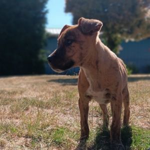 Ernie is very active very playful and inquisitive Loves to playvery fast