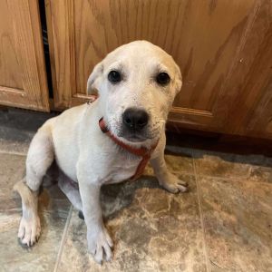 Apollo Cattle Dog Dog