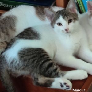 Marcus, Baby Male Domestic Short Hair