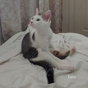 Felix, Baby Male unknown
