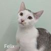 Felix photo 2