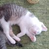 Felix photo 3