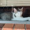 Felix photo 4