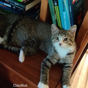 Claudius, Baby Male unknown