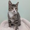 Claudius photo 2
