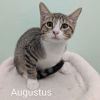 Augustus photo 1