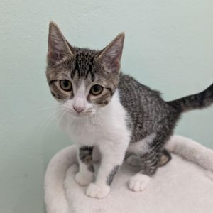 Septimus, Baby Male unknown