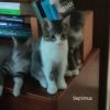 Septimus photo 2