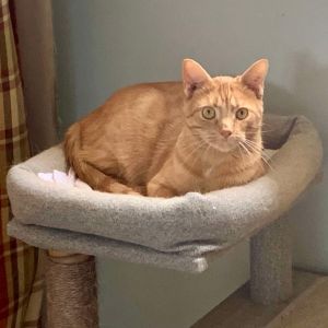 Rocky, Adult Male Domestic Short Hair