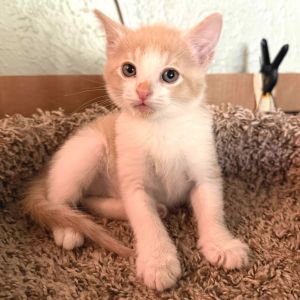 OKC Appa, Baby Male Domestic Short Hair
