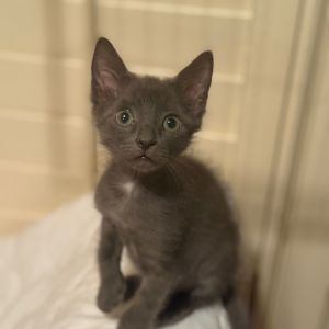James, Baby Male Domestic Short Hair