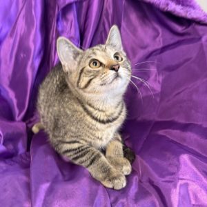 Zuzu Amy 54902, Baby Female Domestic Short Hair