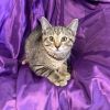 Zuzu Amy 54902 photo 2