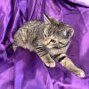 Zuzu Amy 54902 photo 3