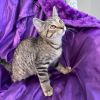 Zuzu Amy 54902 photo 4