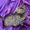 Zuzu Amy 54902 photo 5