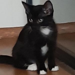 Gerri, Baby Female Domestic Short Hair