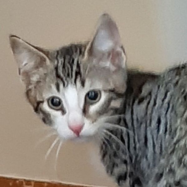 Cooper