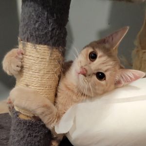 Fergus Domestic Short Hair Cat