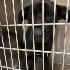 Joey, Young Male Black Labrador Retriever