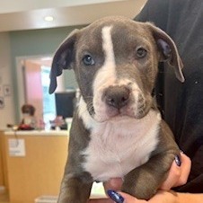 Brian, Baby Male Pit Bull Terrier