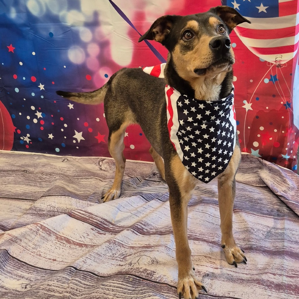 J.J, an adoptable Catahoula Leopard Dog, Mixed Breed in Show Low, AZ, 85901 | Photo Image 1