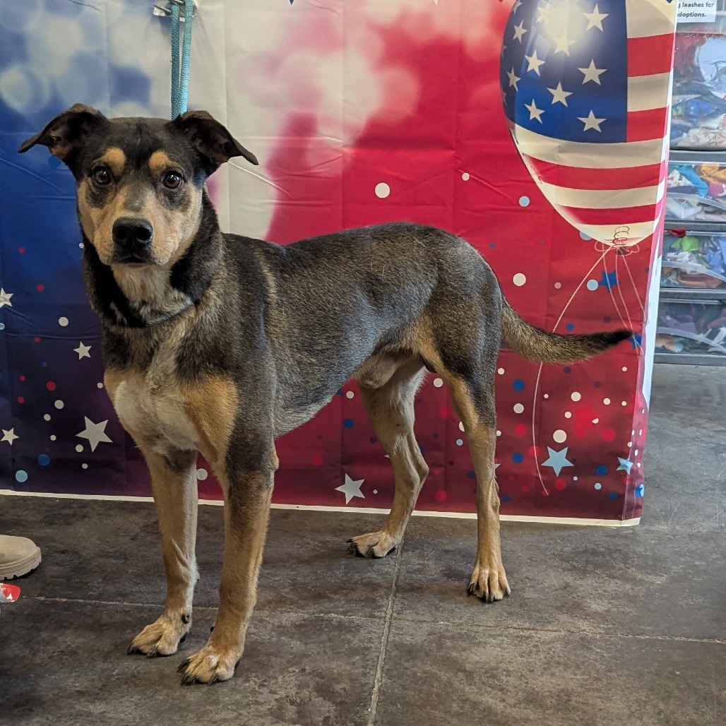 J.J, an adoptable Catahoula Leopard Dog, Mixed Breed in Show Low, AZ, 85901 | Photo Image 2