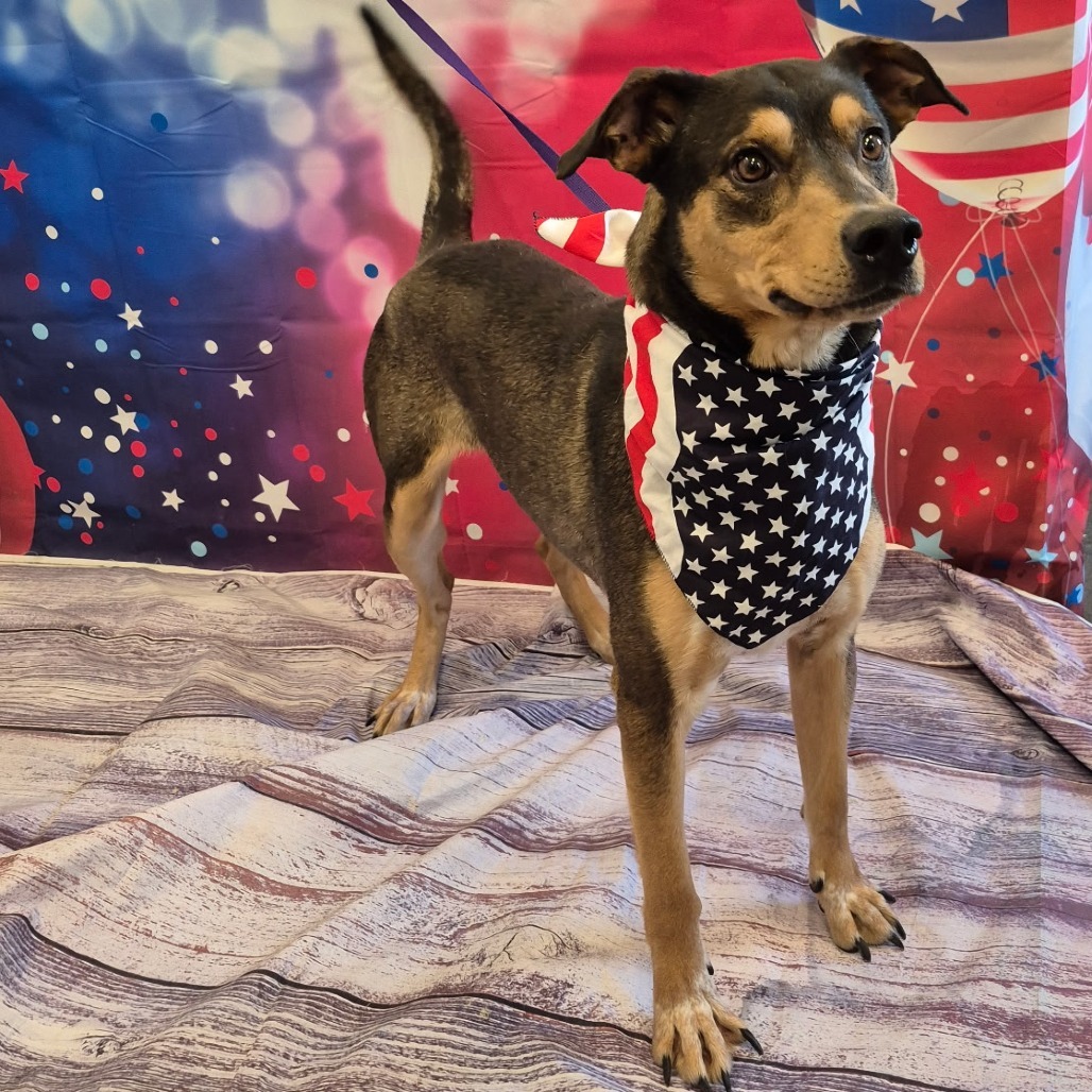 J.J, an adoptable Catahoula Leopard Dog, Mixed Breed in Show Low, AZ, 85901 | Photo Image 3