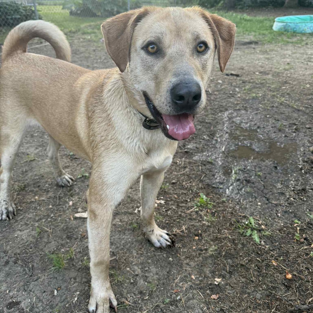 Reno, an adoptable Mixed Breed in Bismarck, ND, 58507 | Photo Image 1