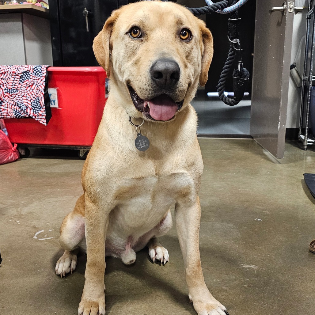 Reno, an adoptable Mixed Breed in Bismarck, ND, 58507 | Photo Image 2