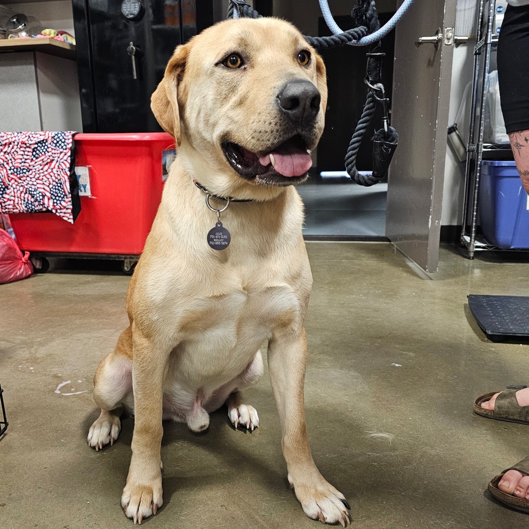 Reno, an adoptable Mixed Breed in Bismarck, ND, 58507 | Photo Image 3
