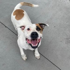 Lobster, Adult Male Mixed Breed