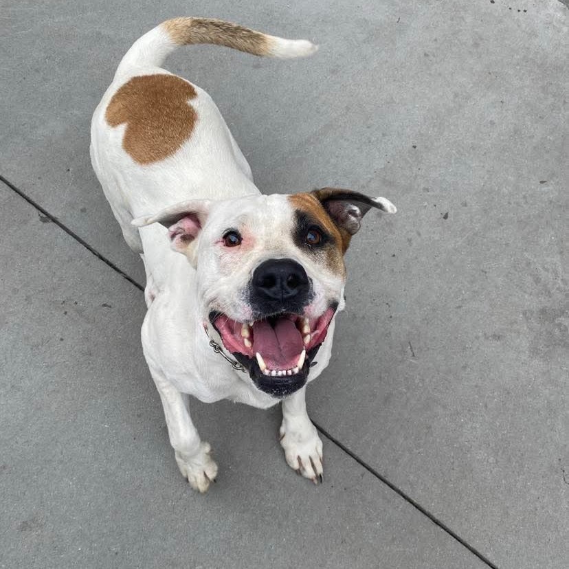 Lobster, an adoptable Mixed Breed in Bismarck, ND, 58507 | Photo Image 1