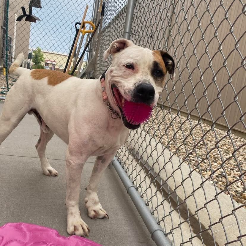 Lobster, an adoptable Mixed Breed in Bismarck, ND, 58507 | Photo Image 2