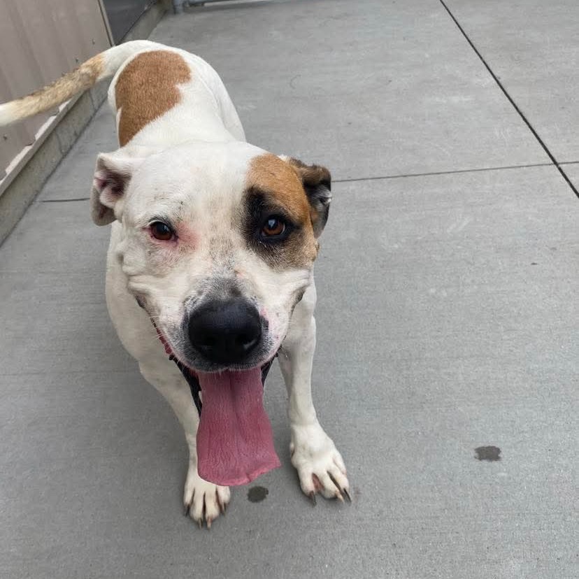 Lobster, an adoptable Mixed Breed in Bismarck, ND, 58507 | Photo Image 3