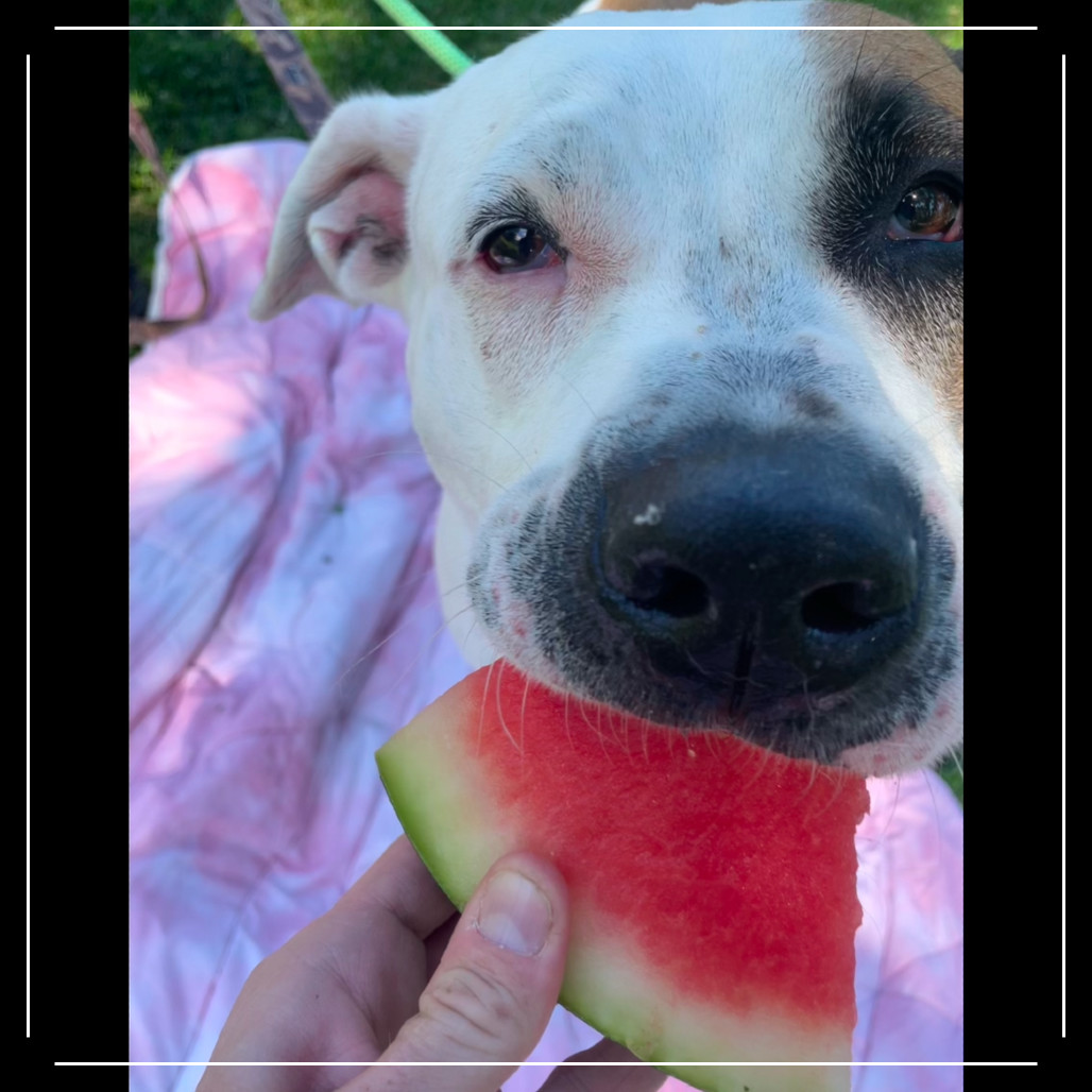 Lobster, an adoptable Mixed Breed in Bismarck, ND, 58507 | Photo Image 4
