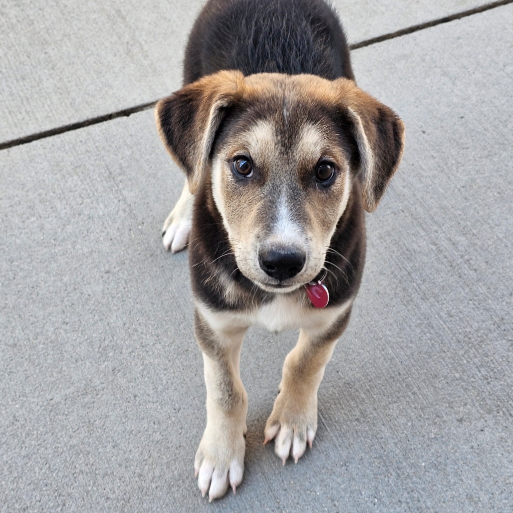 Ari, an adoptable Mixed Breed in Bismarck, ND, 58507 | Photo Image 1