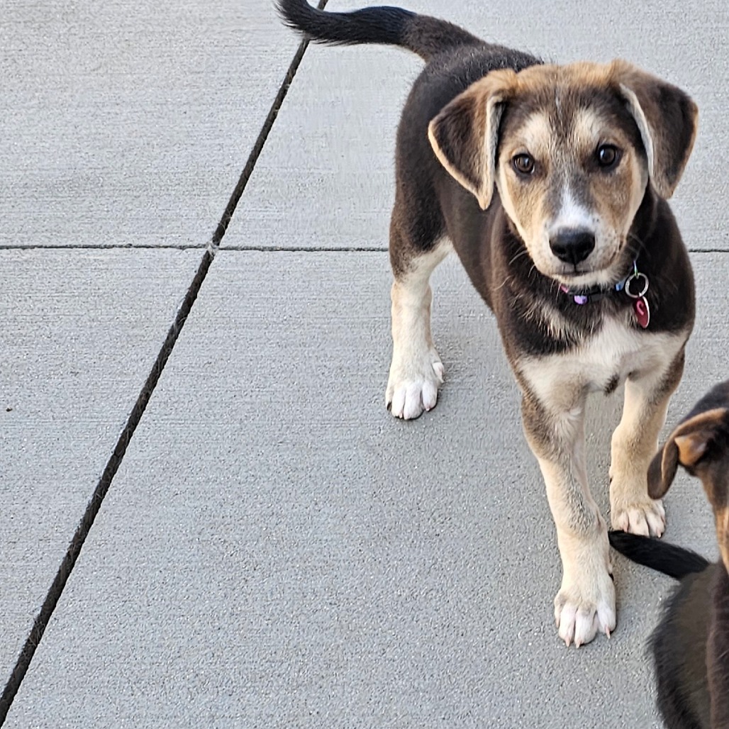 Ari, an adoptable Mixed Breed in Bismarck, ND, 58507 | Photo Image 2