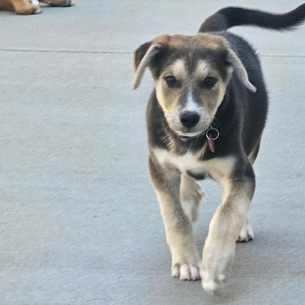 Ari, an adoptable Mixed Breed in Bismarck, ND, 58507 | Photo Image 3