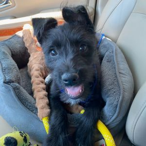 Albert OS NV, Baby Male Schnauzer