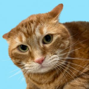 TUSC-Stray-81171, Adult Male Domestic Short Hair
