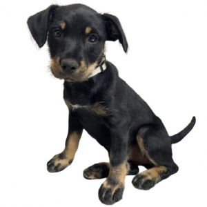 Rarity, Baby Female Mountain Cur