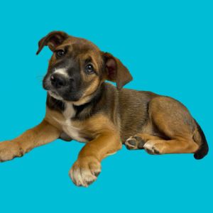 Rainbow Dash, Baby Female Mountain Cur