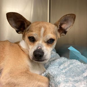 Louie, Baby Male Mixed Breed