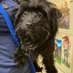 Diamond, Adult Female Mixed Breed