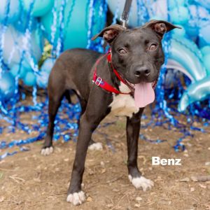 Benz, Young Male unknown