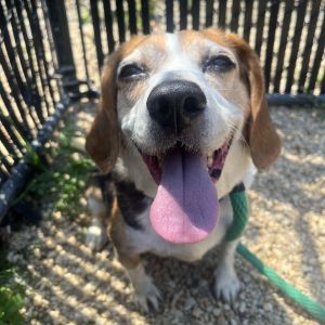 River Song, Senior Female Beagle